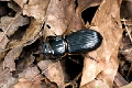 BEETLE (Black large)